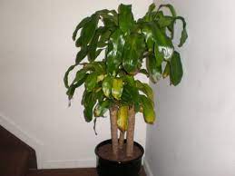 Why Are My Plant S Leaves Turning Yellow And Brown Plant Leaves Turning Yellow Plant Leaves Plants