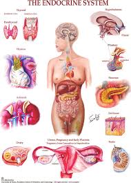 Image result for Endocrine Anatomy