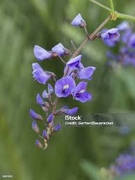 Image result for Hardenbergia comptoniana