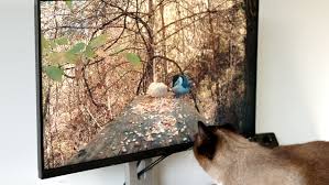 We urge all copyright owners, to recognize that links contained within this site are located somewhere else on the web. Does Your Pet Really Need Cat Tv Or A Dog Playlist The New York Times