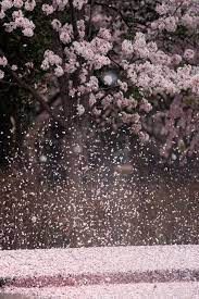Cherry Blossom Rain Cherry Blossom Wallpaper Cherry Blossom Background Cherry Blossom Flowers