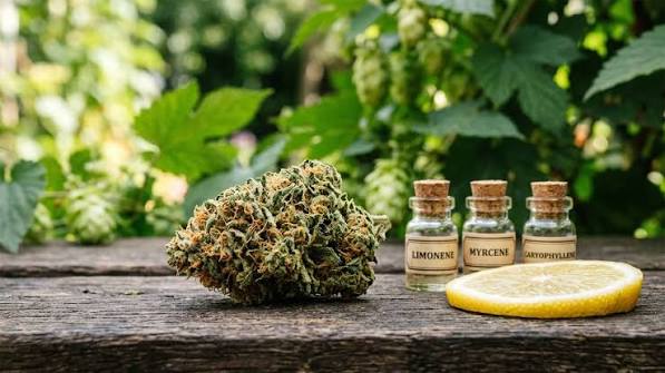 Sealed storage jar containing Lemon Haze flower next to lemons