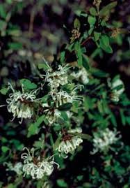 Image result for Grevillea linearifolia