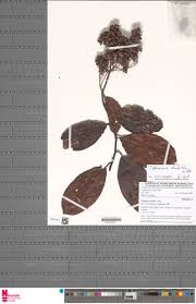 Image result for Tetracera alnifolia