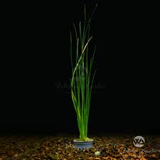 Image result for Zephyranthes candida