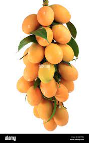 Maprang thai fruit hi-res stock photography and images - Alamy
