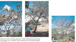 Image result for Terminalia trichopoda