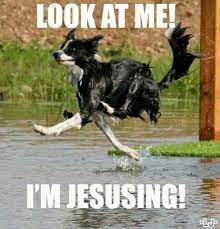Im Jesusing A K A Walking Running On Water 3 Border Collie 3 Funny Animals Funny Animal Memes Funny Dogs