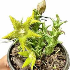 Image result for Orbea dummeri