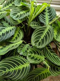 Image result for maranta