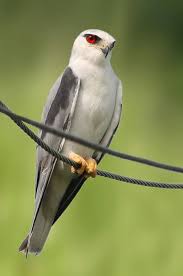Black Winged Kite Colorful Birds Birds Of Prey Birds