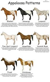 Image Result For Aqha Leg Markings Horse Color Chart