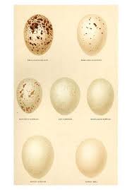 Kite Harrier And Tawny Owl Egg Identification Chart