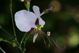 Image result for Aneilema