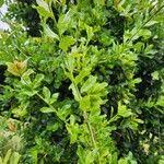 Image result for Manilkara mochisia