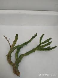 Image result for Orbea lugardii