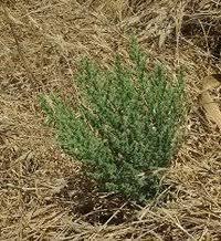 Image result for Cressa cretica