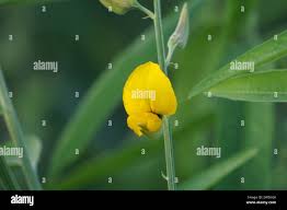 Image result for Crotalaria pallidicaulis