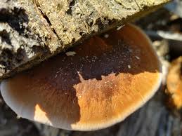 Image result for Ischnoderma resinosum