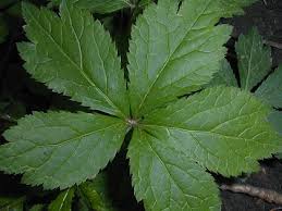 Image result for Sanicula