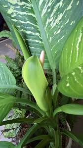 Image result for dieffenbachia flower