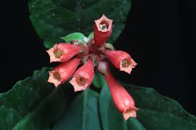 Image result for Cestrum elegans