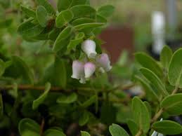 Image result for Aristida canescens