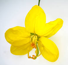 The seeds and pods inside of the plant can cause the plant contains poisonous components that are toxic to the heart and will cause serious cardiac. Ufei Selectree A Tree Selection Guide