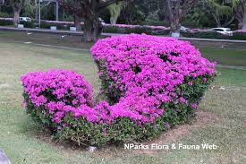 Reviews there are no reviews yet. Bougainvillea Elizabeth Angus