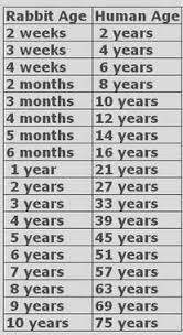 Released during the if you are under the age of 13, please do not submit any personal information through our website or. My Bunny Will Be 33 This Year Pet Bunny Rabbits Bunny Care Pet Bunny