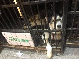 Click here to find a mini pet mart store near you. Local Activists Raid Pet Shops Push For Change Egyptian Streets