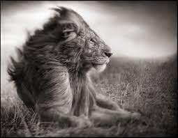 Nick Brandt Africa S Black And White Photography Master African Safaris Consultants Nick Brandt African Wildlife Photography African Animals