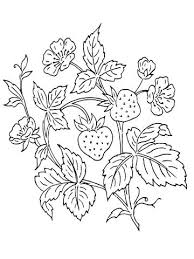 Strawberry Bush Coloring Page Free Printable Coloring Pages Ausmalbilder Ausmalen Malvorlagen