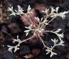 Image result for Polycarpaea corymbosa