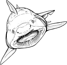 We did not find results for: Shark 14762 Animals Printable Coloring Pages