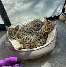 We are a savannah cat breeder. Hailey Bieber Shows Off Scratch Marks From One Of Her Cats Cat Are Little A S Sometimes Readsector