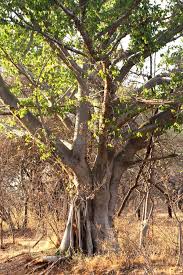 Image result for Ficus burkei