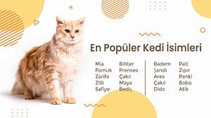 bir kediye verilebilecek en guzel 100 kedi ismi