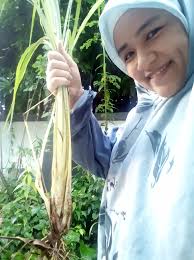 Bagi penduduk indonesia, pastinya sudah tidak asing lagi dengan daun serai. Don T Throw Out Your Daun Serai Lemongrass Leaves Aiman Amani S Weblog