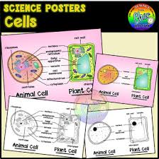 See more ideas about animal cell project, animal cell, science cells. Plant And Animal Cells Poster Worksheets Teachers Pay Teachers