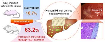 Publication of a notice or editorial in journal. Guide For Authors Journal Of Hepatology Issn 0168 8278