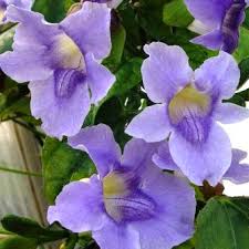 Honeybees cannot see the color red. Purple Flowering Plants And Trees For Southwest Florida Artistree Artistree