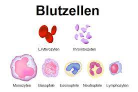 Apr 14, 2021 · thrombozyten (blutplättchen) sind neben den roten und weißen blutkörperchen die häufigsten zellen in unserem blut. Thrombozyten Facharztwissen
