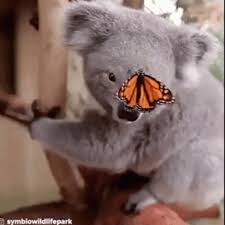 Koala Cute Gif Koala Cute Animals Discover Share Gifs Animals Beautiful Cute Baby Animals Baby Animals