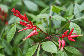 Image result for Quassia undulata