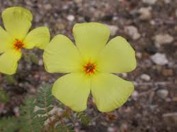 Image result for Tribulus zeyheri