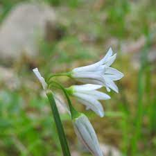 Ricette di cucina naturale e stagionale vegane e vegetariane, cucina con erbe spontanee e post sul riconoscimento e uso see more of orto botanico delle alpi apuane on facebook. Piante Con Fiori Bianchi
