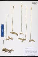 Image result for Lycopodiella caroliniana