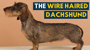 We breed for the best quality, temperaments, conformation and socialized, show or pet miniature/tweenie dachshunds to fit your homes and family! Wire Haired Dachshund Your Guide To This Rugged Hound Dog Youtube