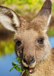 What do western grey kangaroos eat? What Do Kangaroos Eat All Species Likes Plants Meat Storyteller Travel